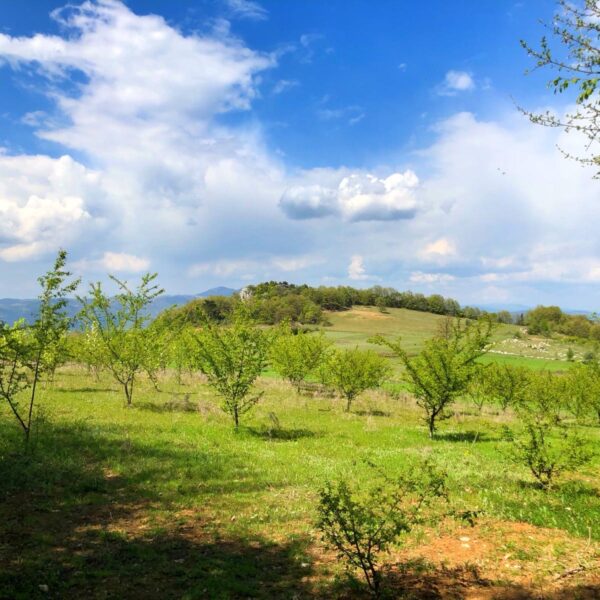 IMG-20190530-WA0006