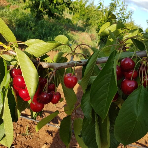 IMG-20190908-WA0018