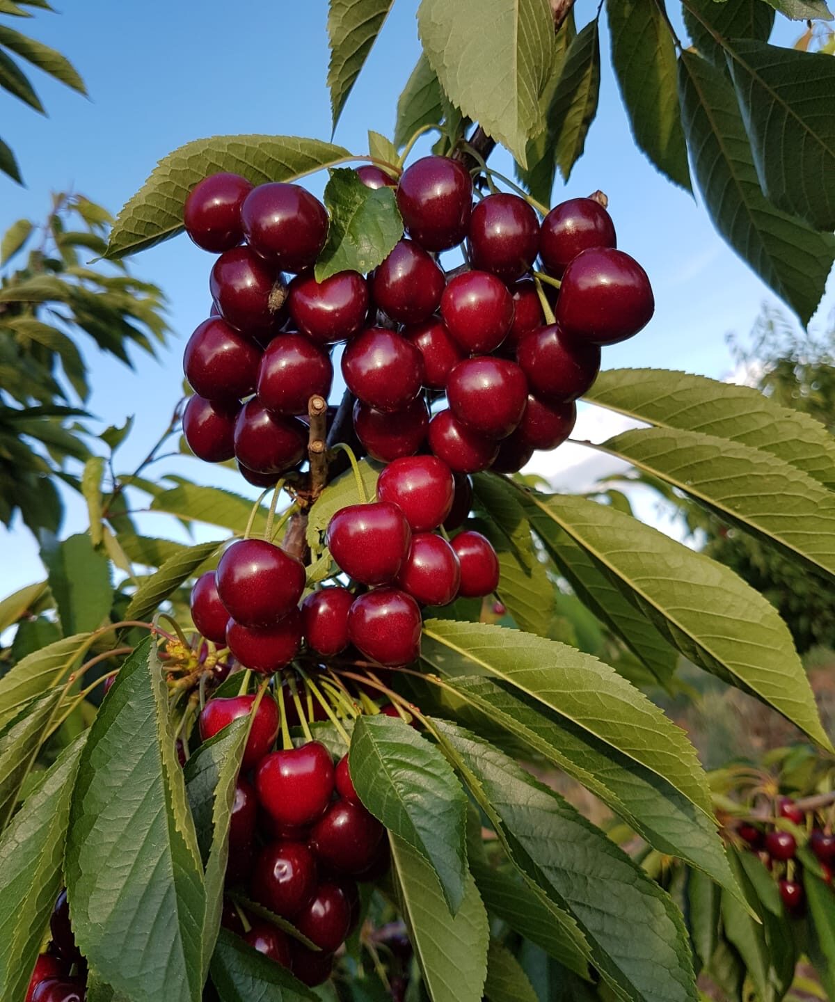 IMG-20190908-WA0023