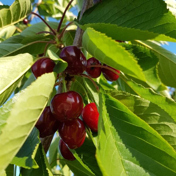IMG-20190908-WA0027