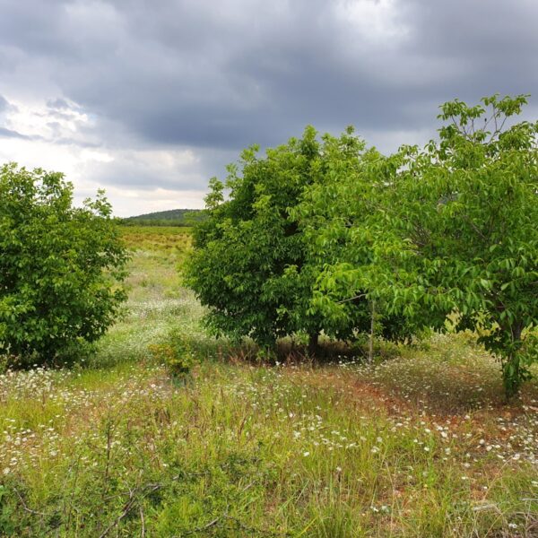 IMG-20190908-WA0052