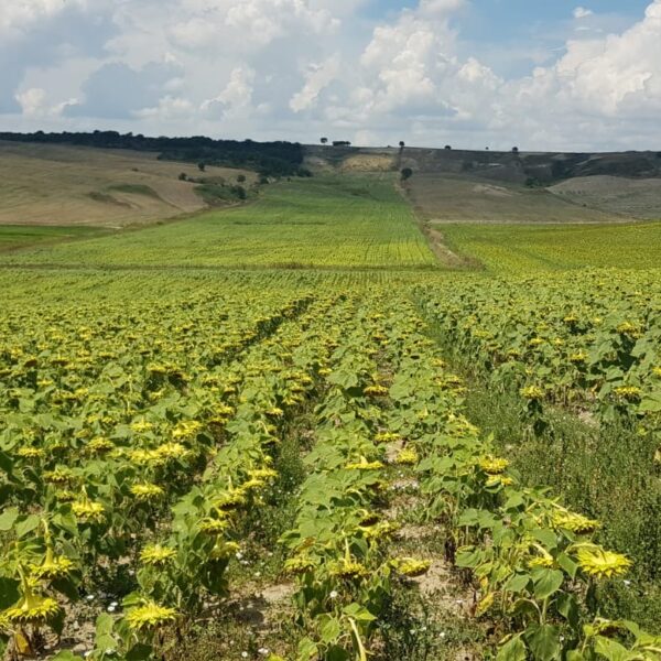IMG-20210211-WA0007