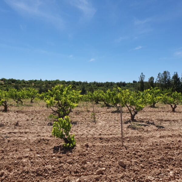IMG-20220227-WA0007