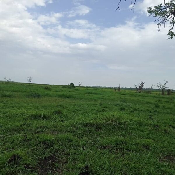 IMG-20220619-WA0006