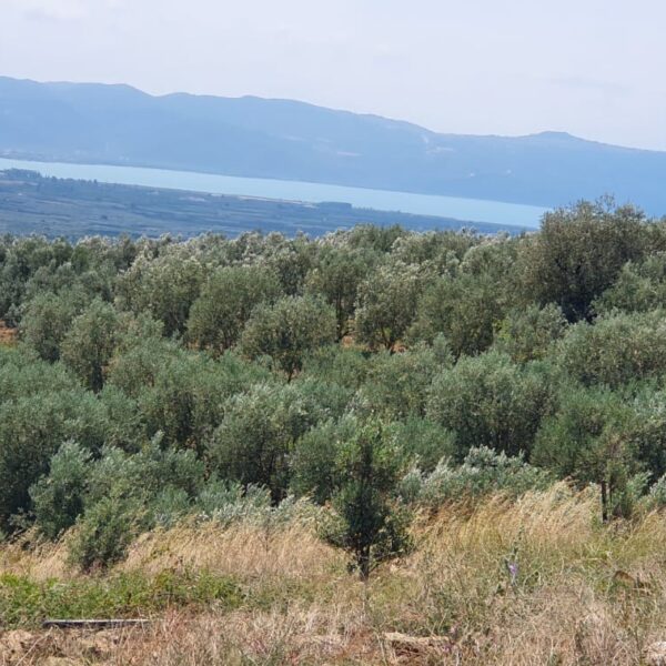 IMG-20220824-WA0011