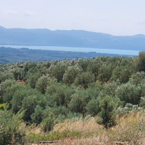 IMG-20220824-WA0012